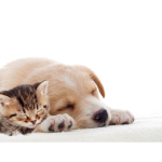 Top Quality Animal Care in Lichfield