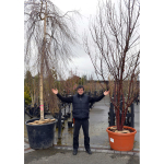 Companies form partnership to offer planting service for specimen trees and plants in Shrewsbury