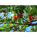 How to Grow a Cherry Tree