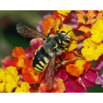 Top 10 plants for bees and pollinators 