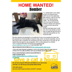 Meet BOMBER looking for a home - #Epsom & Ewell Cats Protection @Epsom_CP #giveacatahome