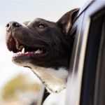 How to Avoid A Fine While Driving With Your Dog!