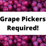Grape Pickers Required - Outdoor Jobs in East Sussex!