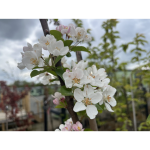 May Plant of the Month: Crab apple