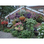 Tom’s Open Garden to fundraise for Macmillan Cancer Support in Shropshire