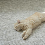 Signs It’s Time to Replace Your Old Carpets