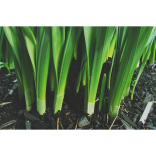 Festival Place Goes Green