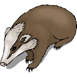 Fears for badgers on Epsom housing estate