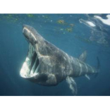 The Manx Marine Environmental Assessment