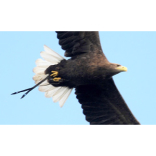 Any body seen Stan the Eagle?