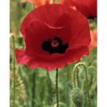 Remembrance Sunday and Poppy Appeal in Bolton 2013