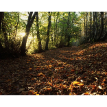 Where & how to Walk the Chalk in Bromley.