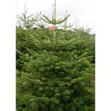7 tips on Christmas tree care 