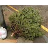 Christmas Tree collections in the area