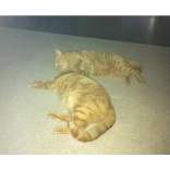 Home wanted for cats abandoned in Leatherhead