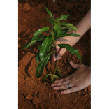 Tree Planting in Cheltenham