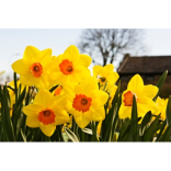 How can you improve your home and garden this spring?