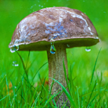 Wildlife Photography Competition - Sussex Wildlife Trust
