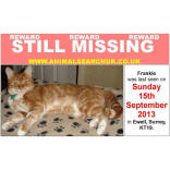 Have you seen Frankie – cat missing in Ewell @animalsearchuk @epsomewellbeat