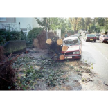 The Great Storm Of 1987 In Hertford