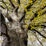 Where Shall I Go To See Autumn Colour in Sussex?
