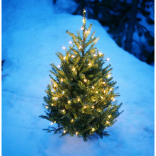 The History & Delights that Brought the Christmas Tree to the Highlands