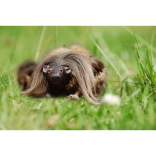 Burns Supper: What is a Haggis anyway? 