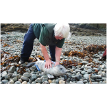 Storm swept seals are released