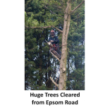 Huge fallen trees cleared from Epsom road