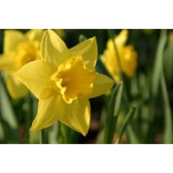 A host of golden daffodils