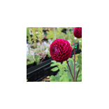 Seed Selection