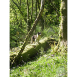 Bluebell Walk at Borough Farm, nr Mortehoe