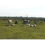 Father's Day in the New Forest