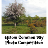 Epsom Common Photography Competition  @epsomewellbc #epsomcommon