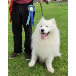 Fabulous Fun Family Day & Dog Show in Ryelands Park