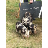 Pigs in the New Forest