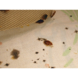 Night night, sleep tight, don't let the bed bugs bite….But they might !