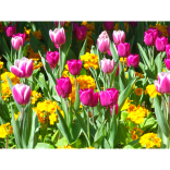Spring ahead this Autumn 