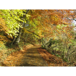 Watch out for The Leaf Peepers!