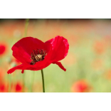 Events for Remembrance Day in Bolton 2014