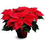 Celebrate Poinsettia Day on Friday 12th December with Occasion Flowers!