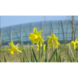 St David’s Day 2015 events