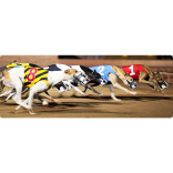 Visiting the Dogs & Horses this spring