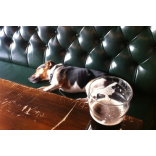 Isle of Man Public Has Mixed Views On Dogs In Pubs