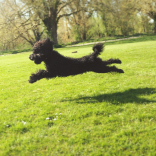 Dog walks south of Winchester