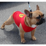 Lymington Piazza Italia Returns to The New Forest