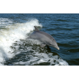 Dolphins spotted off the Dorset coast