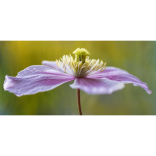  Gardening Tips for July 2015 