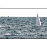 Man and his dog rescued after boat sinks off Old Harry Rocks
