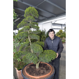 Shrewsbury plant centre says people are enhancing gardens with potted trees to help sell their homes